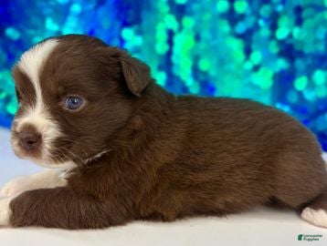 Toy Australian Shepherd dogs for sale: Scarlett - Ad 4