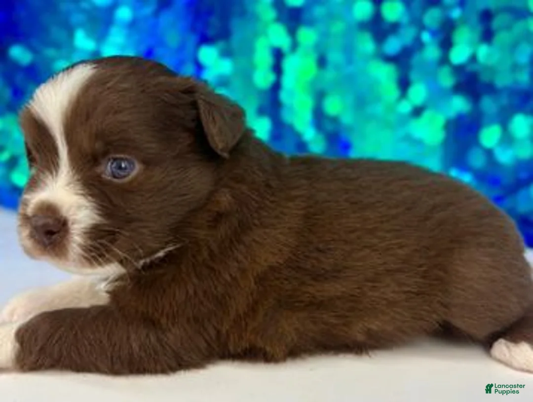 Toy Australian Shepherd dogs for sale: Scarlett - Ad 1