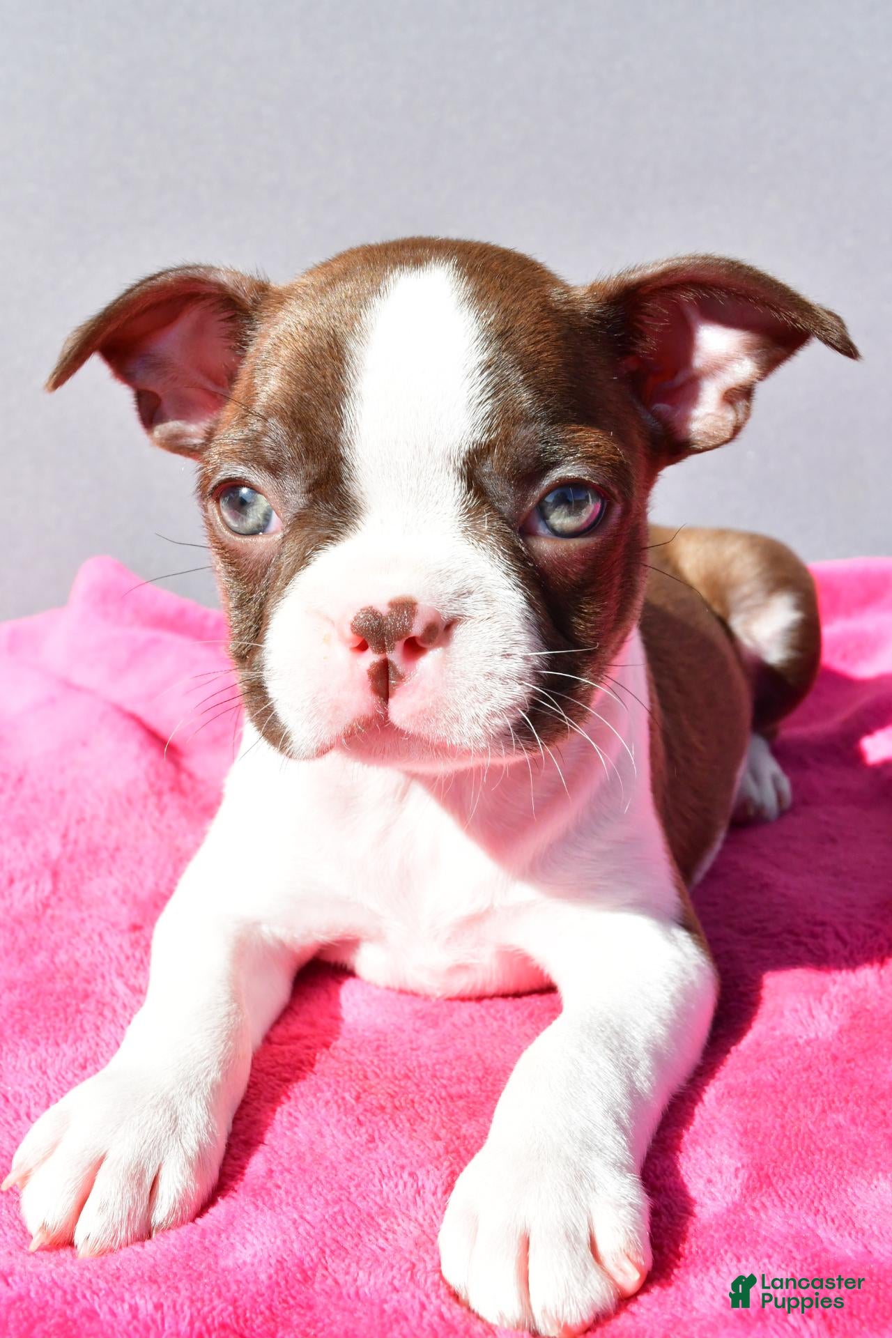 Boston Terrier dogs Tessa - Ad 2