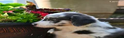 Australian Shepherd dogs for sale: Larry - Ad 2