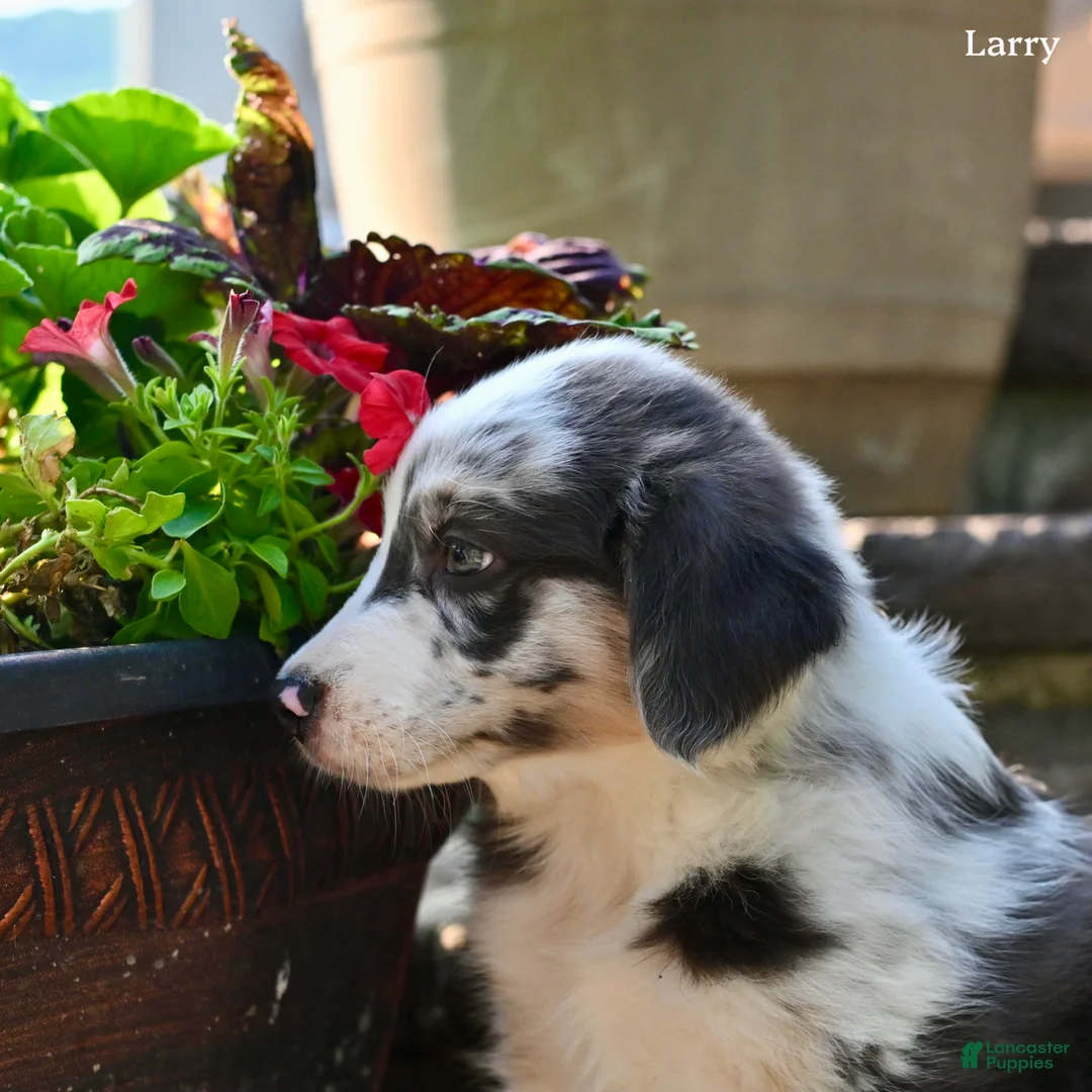Australian Shepherd dogs for sale: Larry - Ad 2