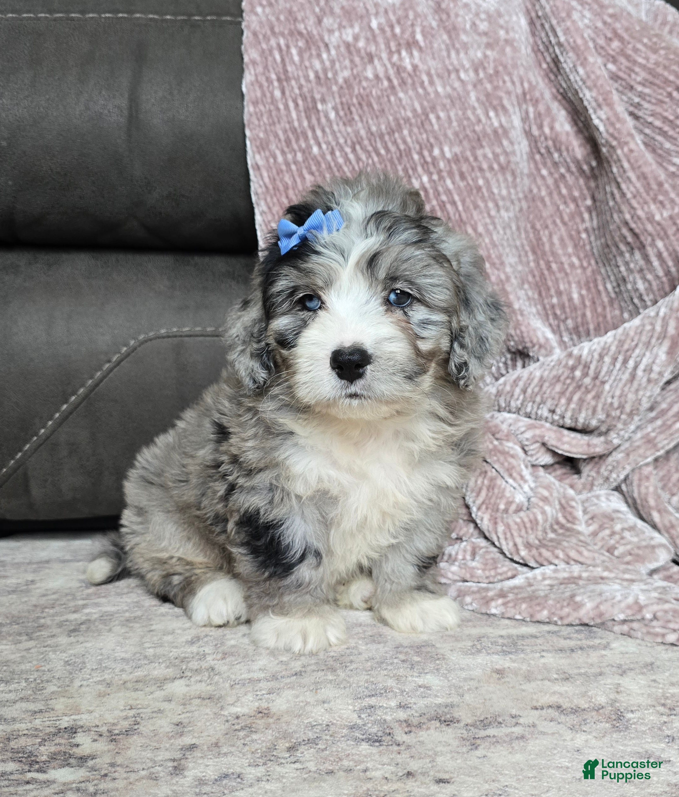 Mini Bernedoodle dogs Mini Walt - Ad 2
