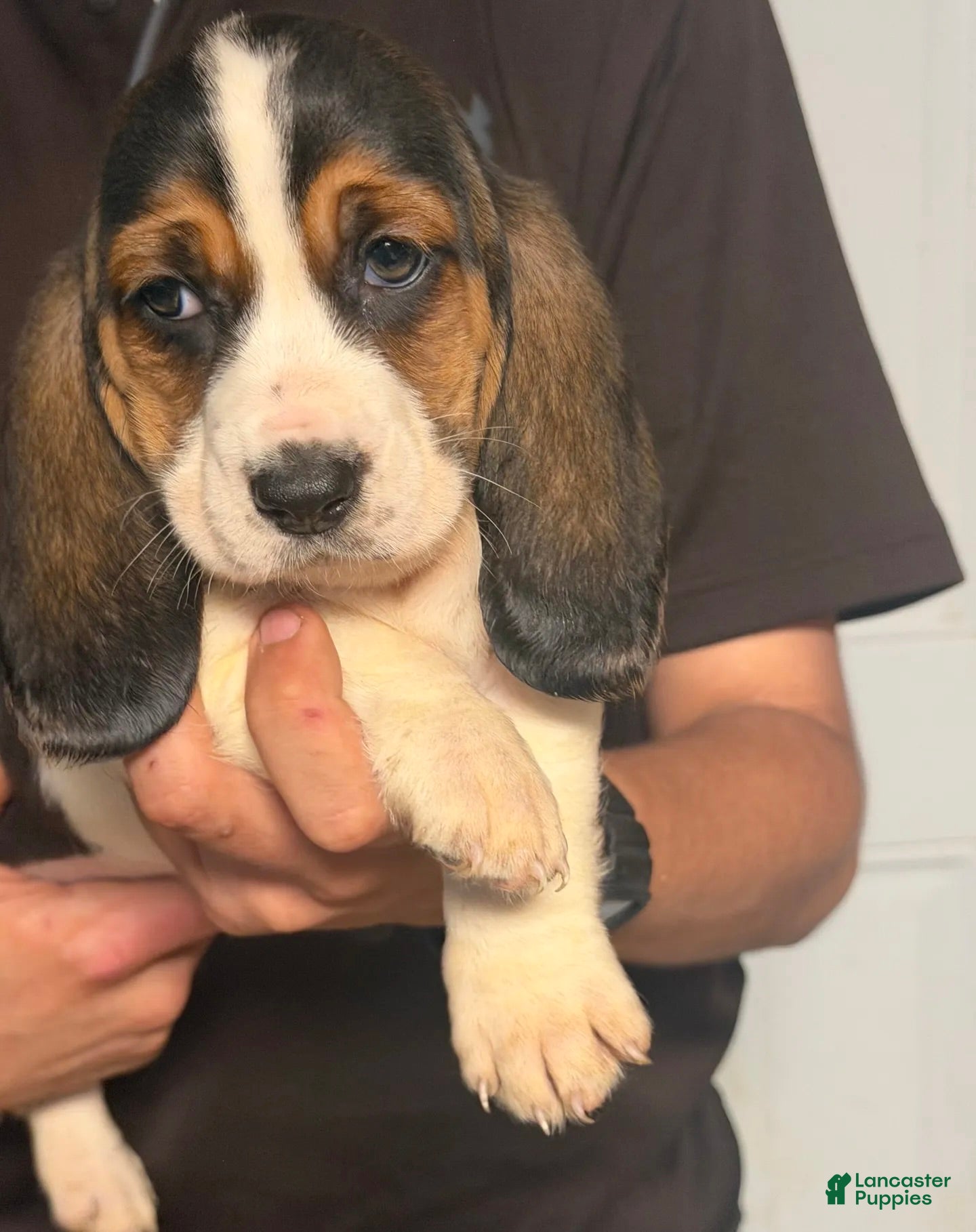 Basset Hound dogs for sale: Lizzy Girl - Ad 4