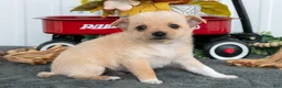 Chihuahua dogs for sale: Fritz - Ad 1