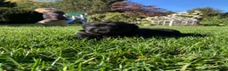 Newfoundland dogs for sale: SARGE - Ad 6
