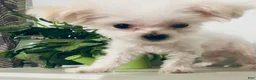 Maltese dogs for sale: Teacup Trayson - Ad 3