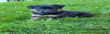 Kali