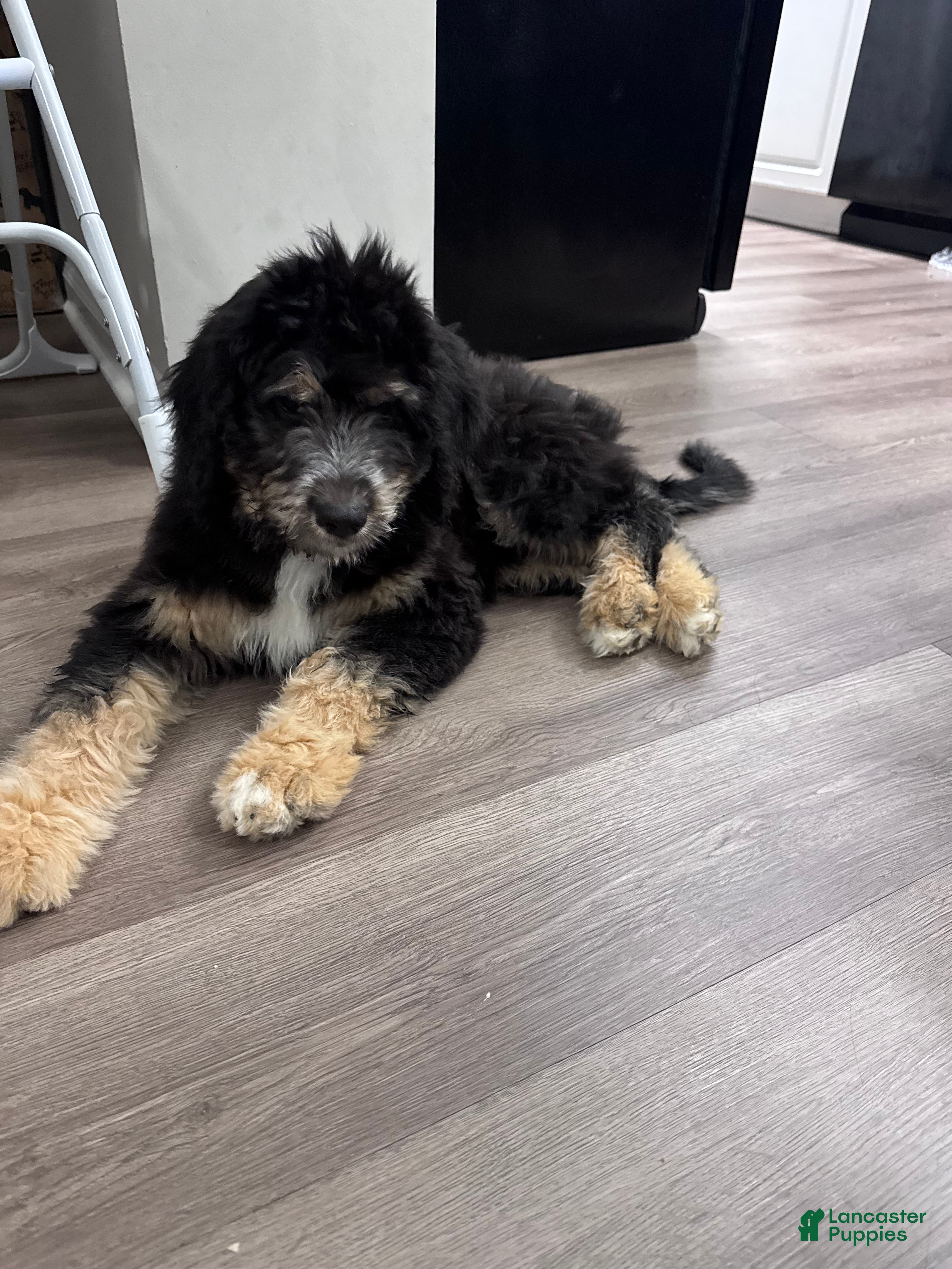 Aussiedoodle dogs Jax - Ad 2