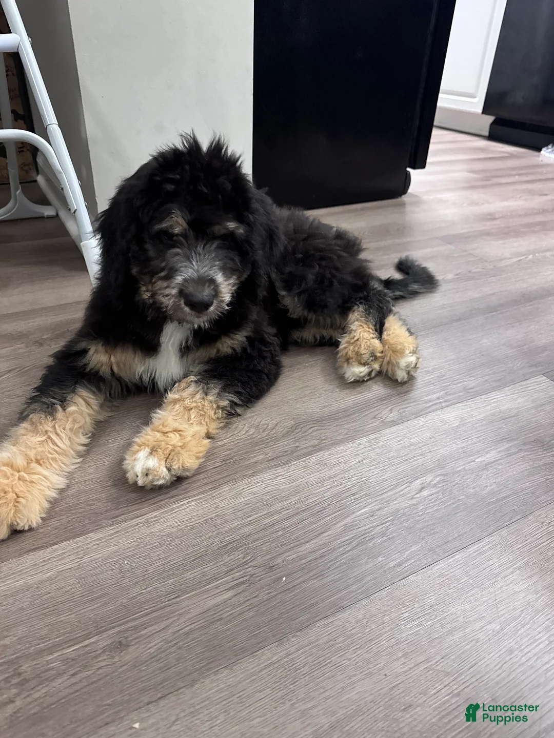 Aussiedoodle dogs for sale: Jax - Ad 2