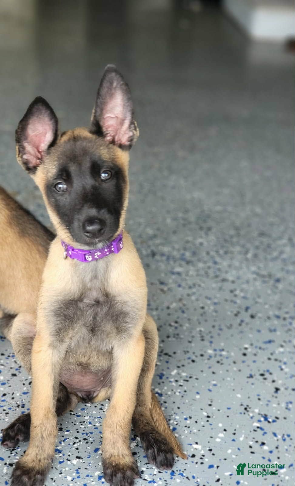 Belgian Malinois dogs Belgian Malinois Puppy 4 - Ad 1