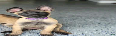 Belgian Malinois Puppy 4