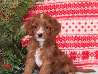 Cavapoo dogs Victor - Ad 19
