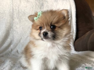 Pomeranian dogs - Ad 34