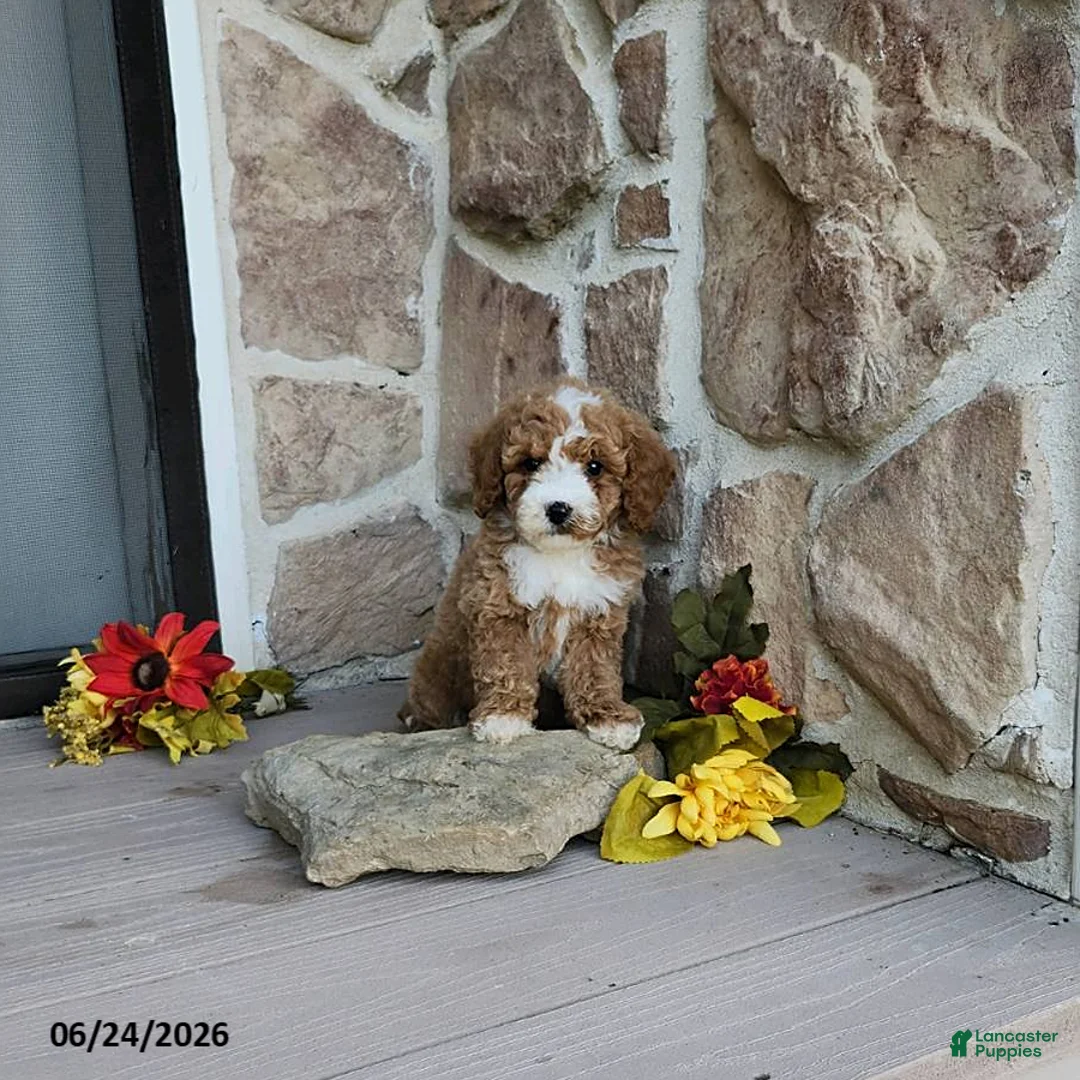 Mini Goldendoodle dogs for sale: Rufus - Ad 1