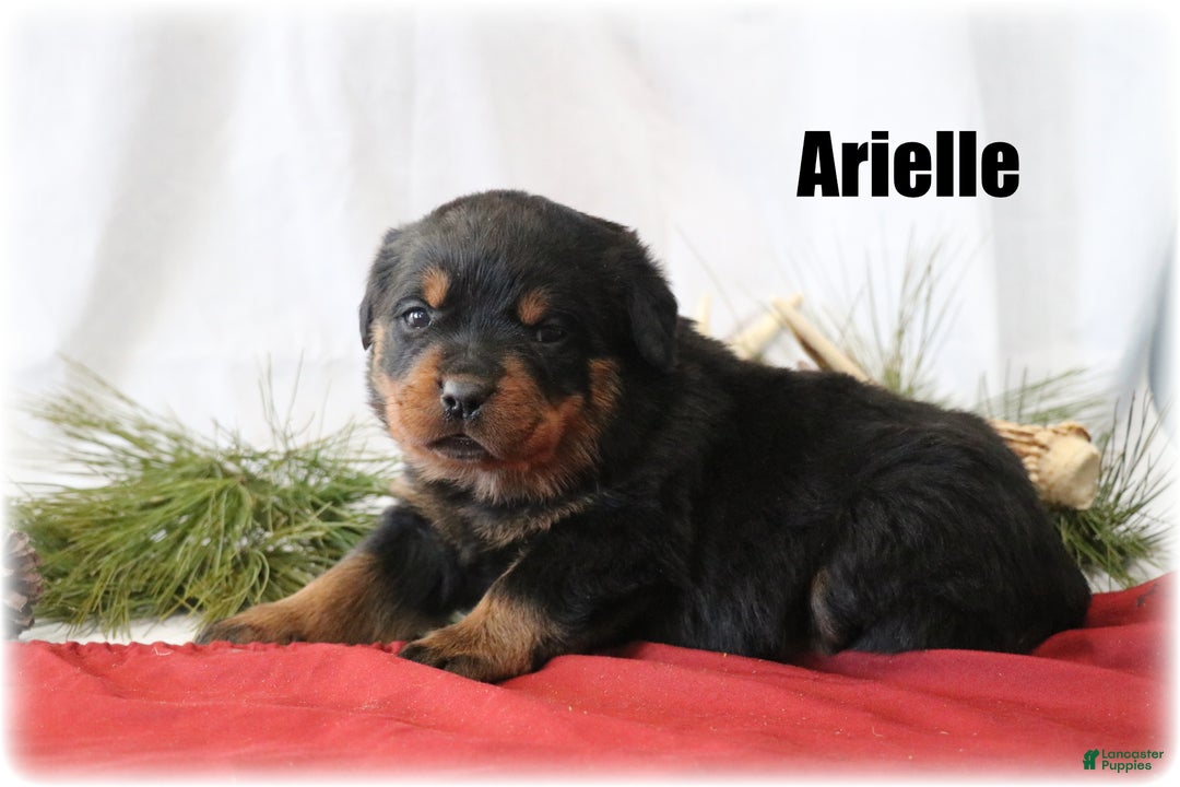 Rottweiler dogs for sale: Arielle - Ad 1