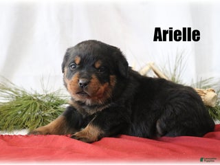 Rottweiler dogs Arielle - Ad 18
