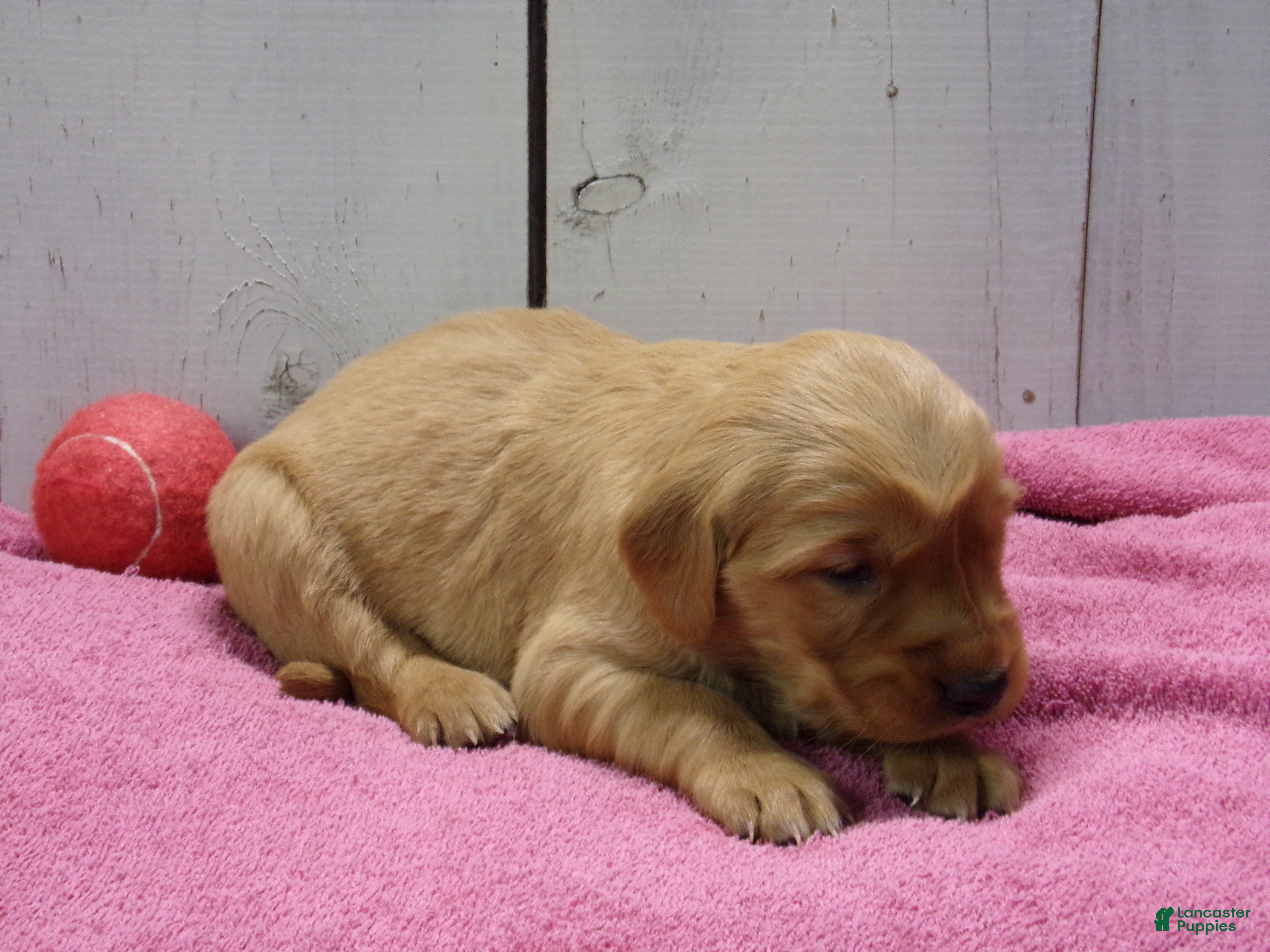 Golden Retriever dogs Belulah - Ad 1