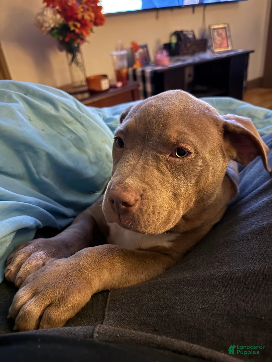 American Bully dogs for sale: Lily - Ad 2