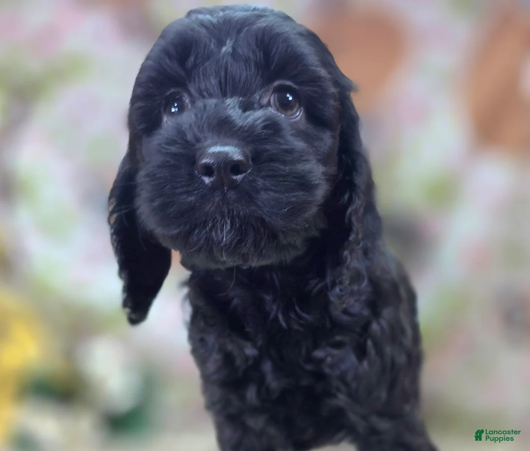 Cockapoo dogs for sale: Frostbite - Ad 2