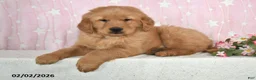 Golden Retriever dogs for sale: Canyon - Ad 2