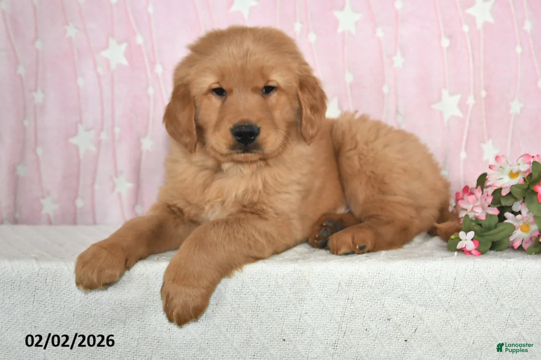 Golden Retriever dogs for sale: Canyon - Ad 2
