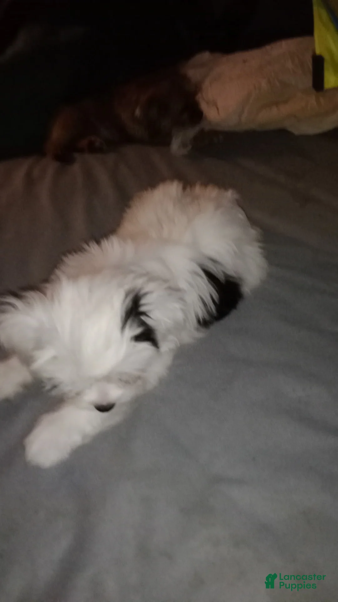 Mixed Breed dogs for sale: Mixed Breed 1 - Ad 2