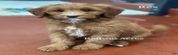 Mixed Breed dogs for sale: Rex - Ad 2