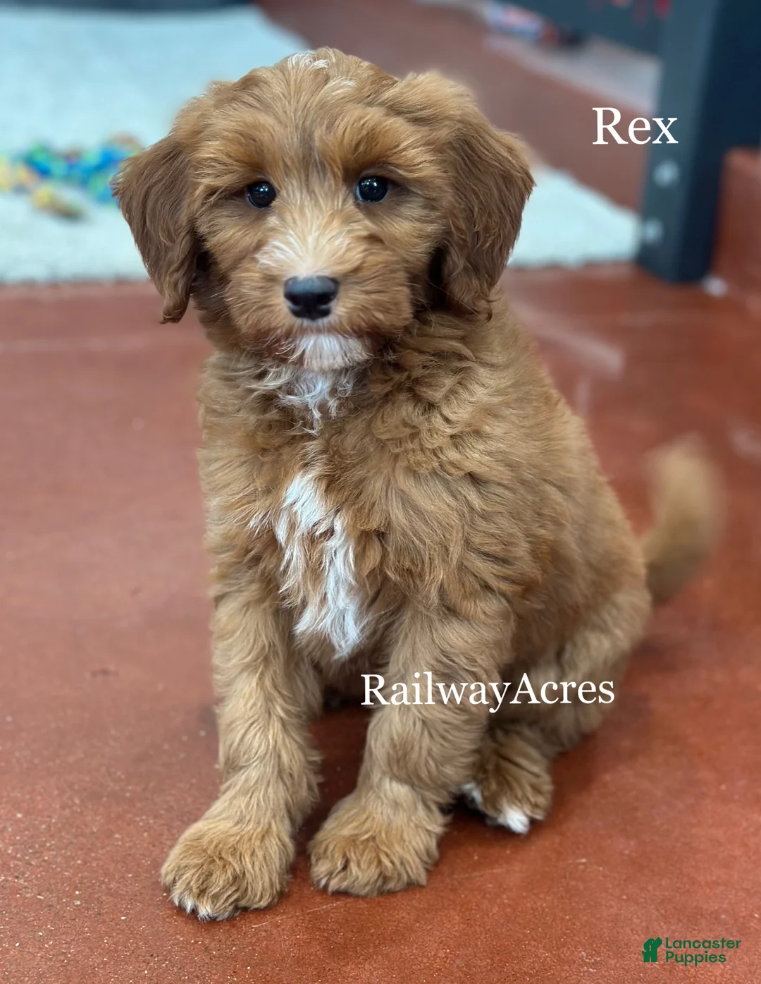 Mixed Breed dogs for sale: Rex - Ad 2
