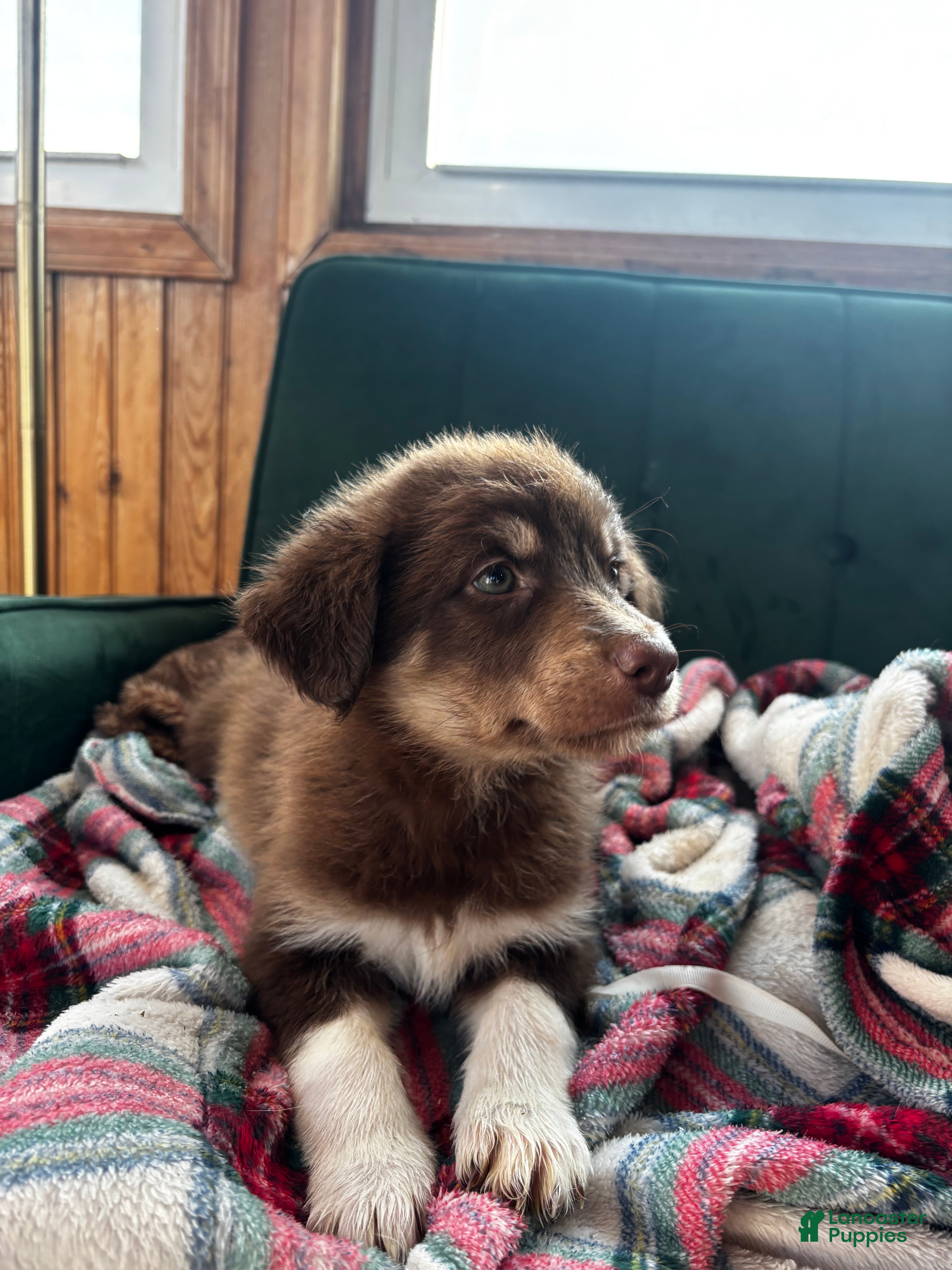 Huskipoo dogs Teddy Bear - Ad 2
