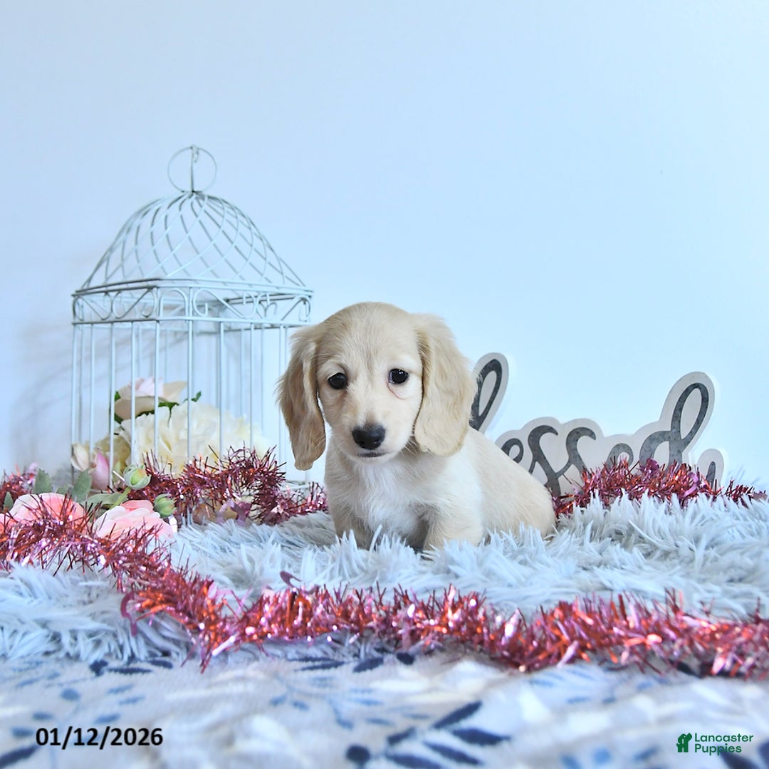 Miniature Dachshund dogs for sale: Emmeline - Ad 4