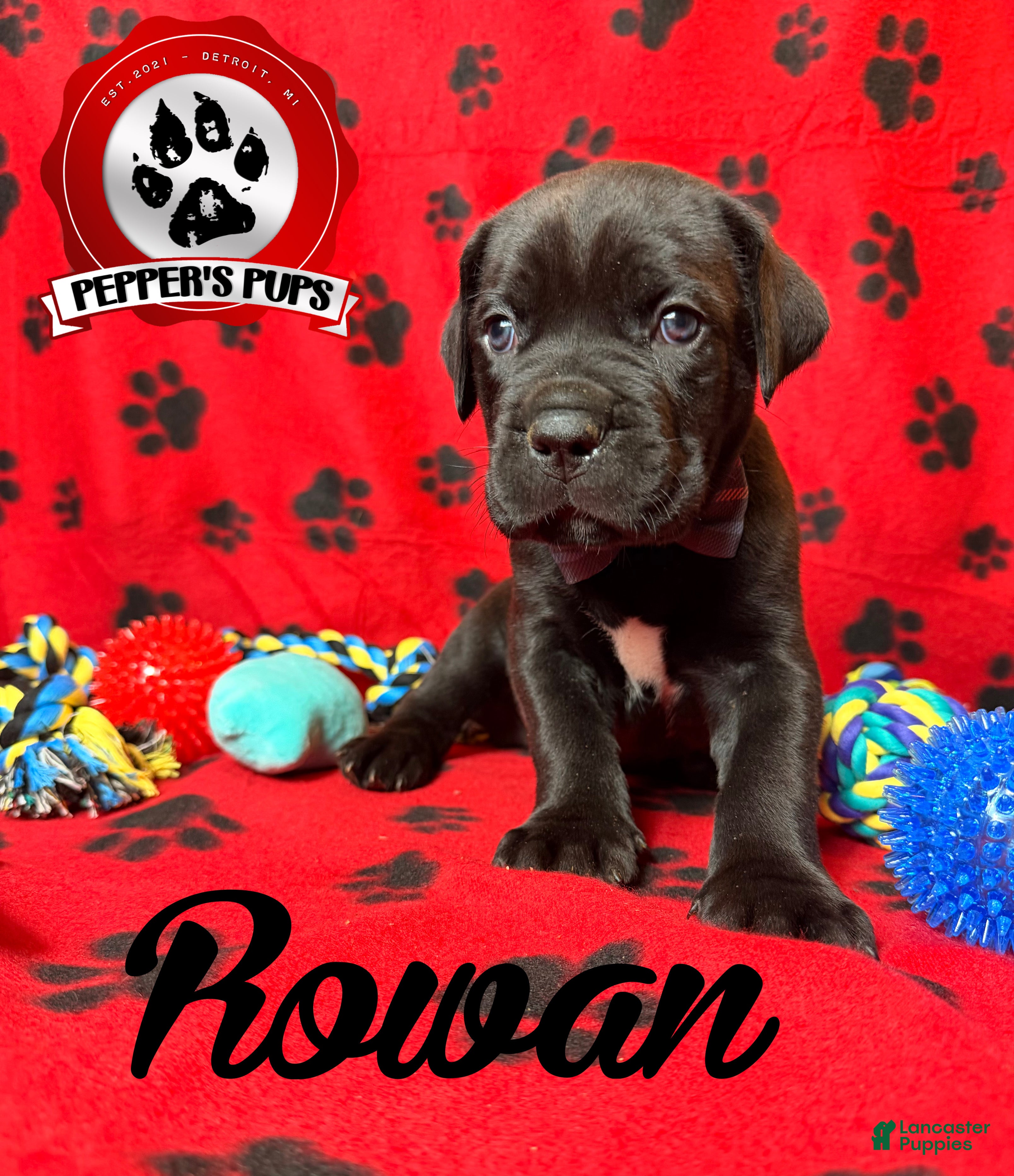 Cane Corso dogs Rowan  - Ad 1