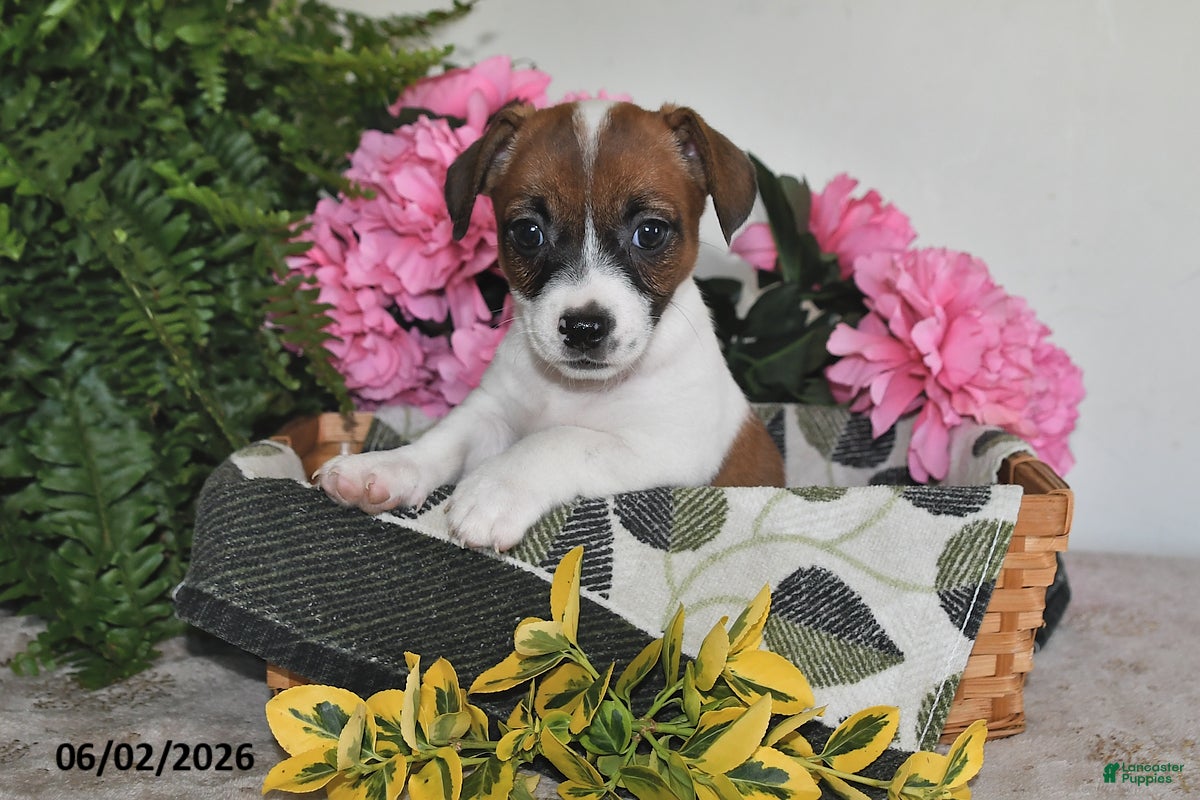 Jack Russell Terrier dogs for sale: Daisy - Ad 1