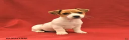 Jack Russell Terrier dogs for sale: Mary - Ad 1