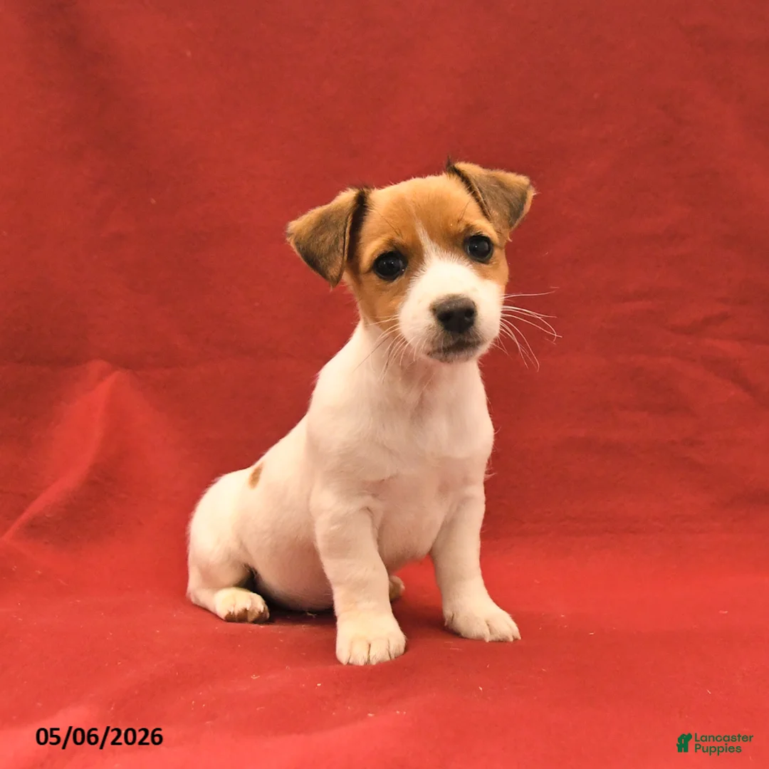 Jack Russell Terrier dogs for sale: Mary - Ad 1