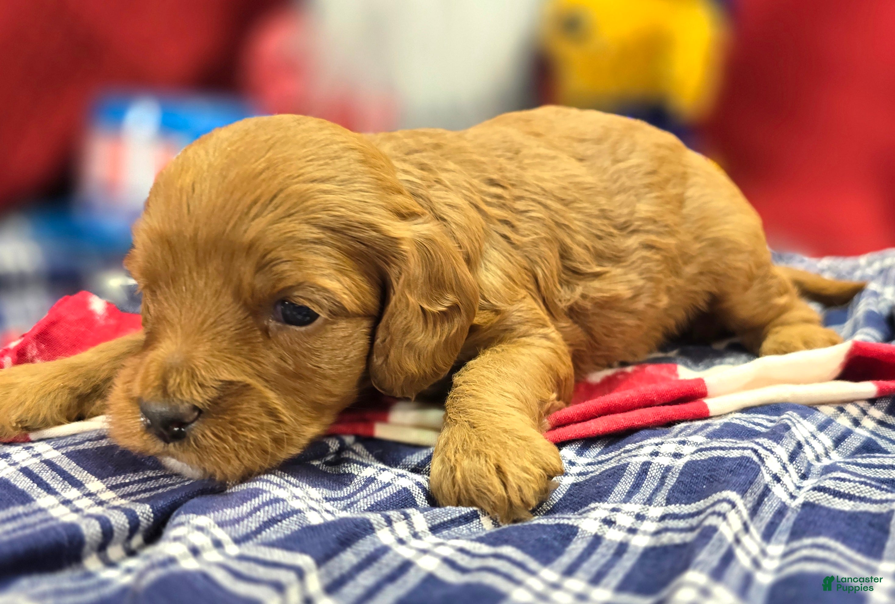 Cockapoo dogs Tulip - Ad 19