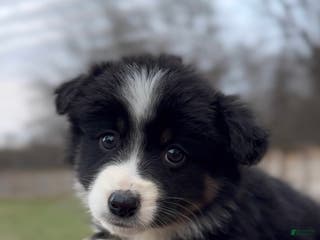 Miniature Australian Shepherd dogs Luna - Ad 3