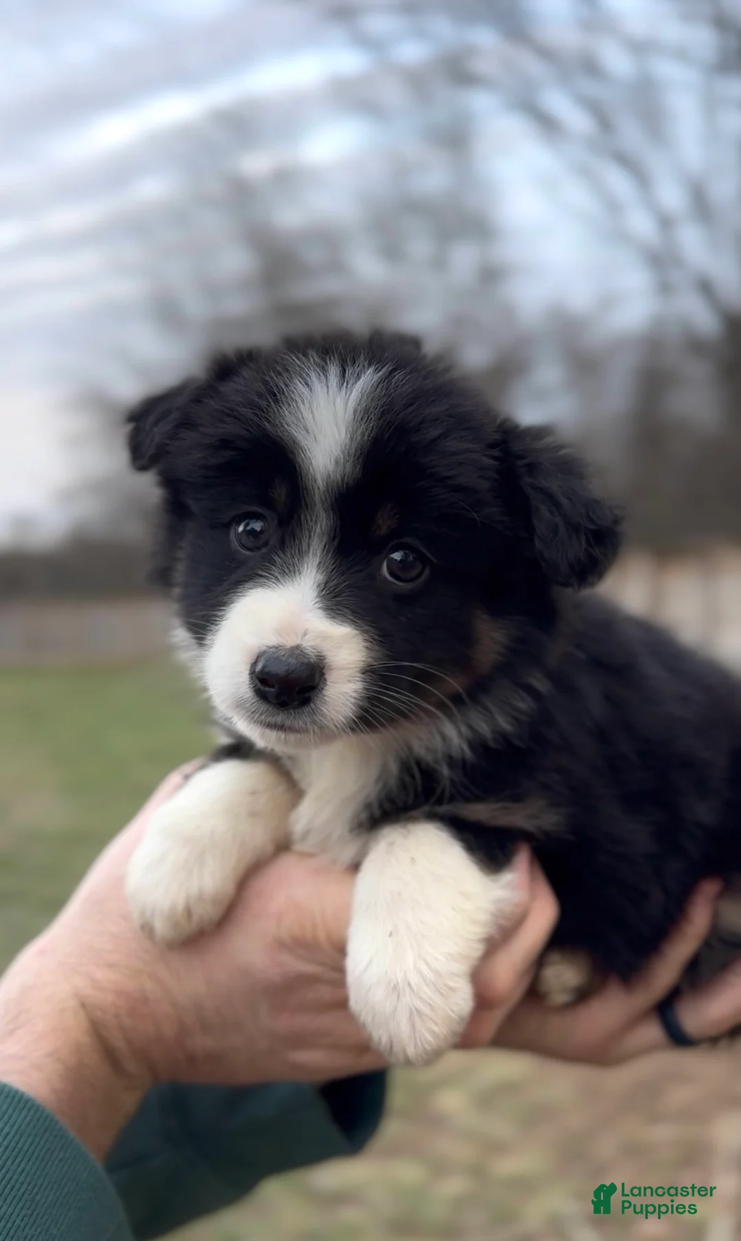 Miniature Australian Shepherd dogs for sale: Luna - Ad 1
