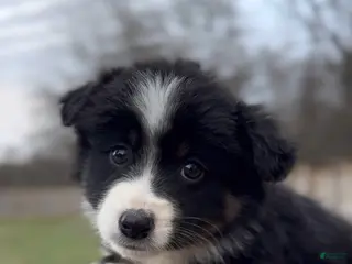 Miniature Australian Shepherd dogs Luna - Ad 3
