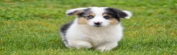 Welsh Corgi Pembroke dogs for sale: Jacob - Ad 4