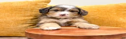 Mini Bernedoodle dogs for sale: Brady - Ad 4