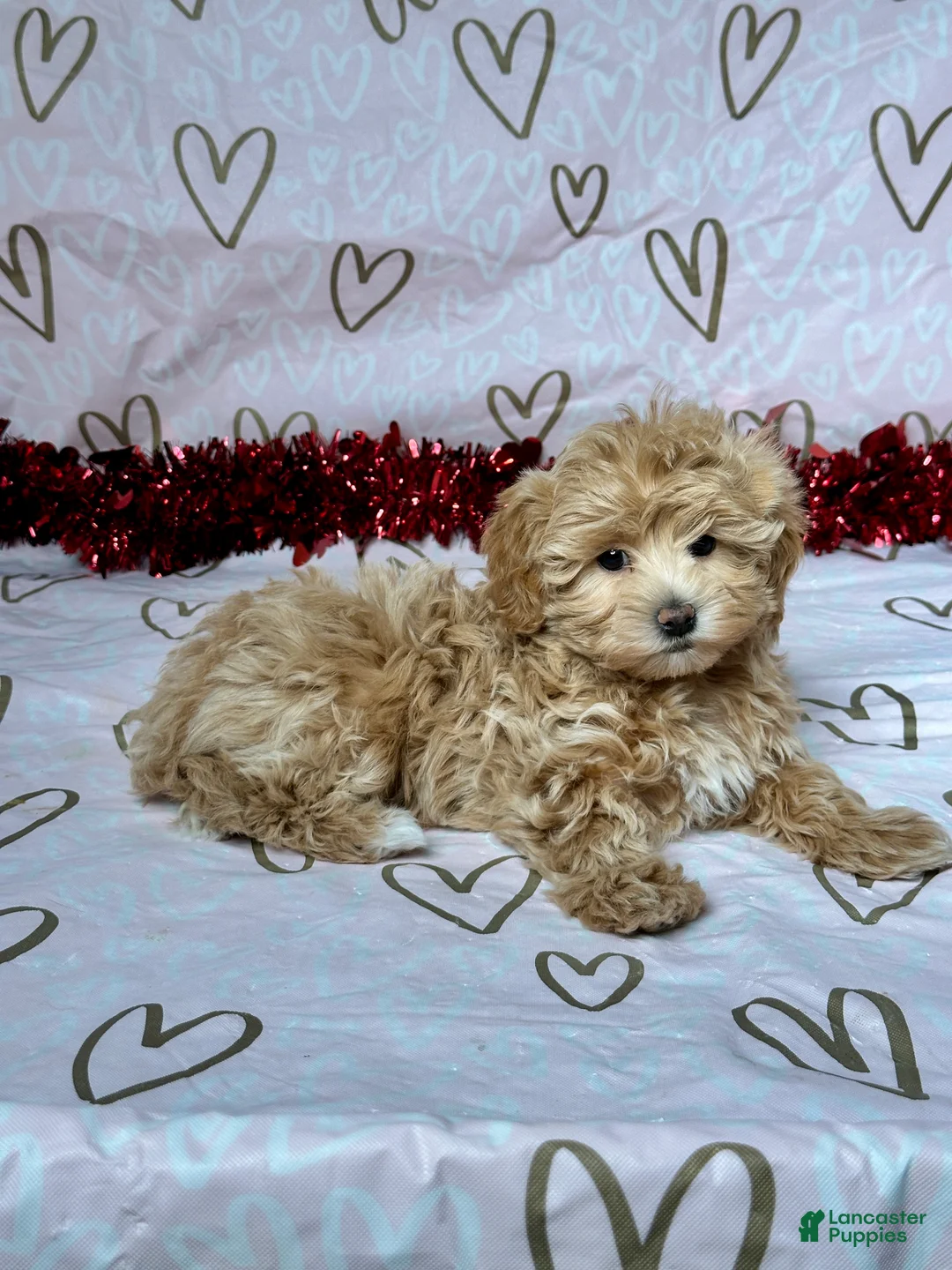 Maltipoo dogs for sale: Skye - Ad 5