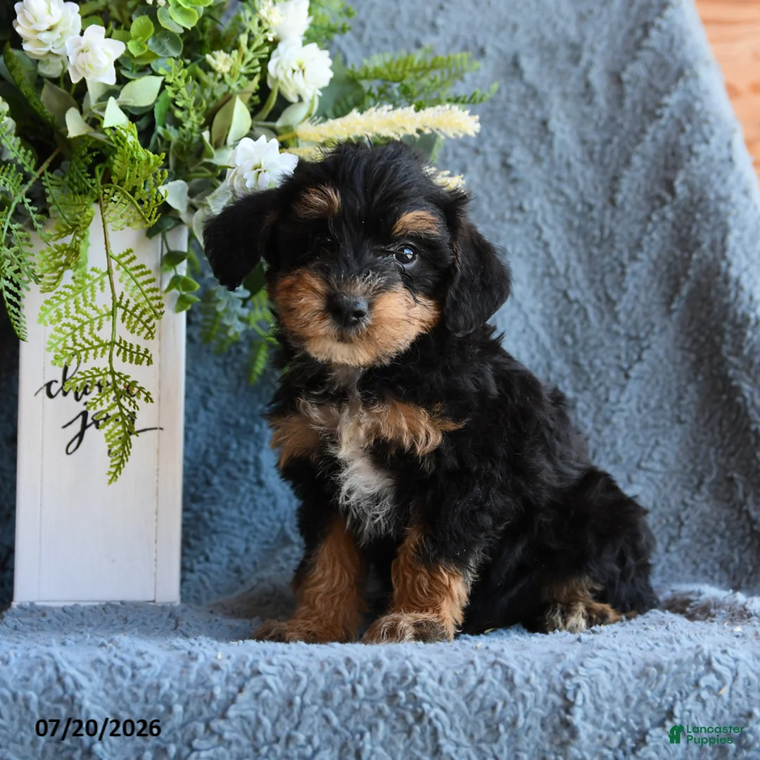 Schnoodle dogs for sale: Promise - Ad 1