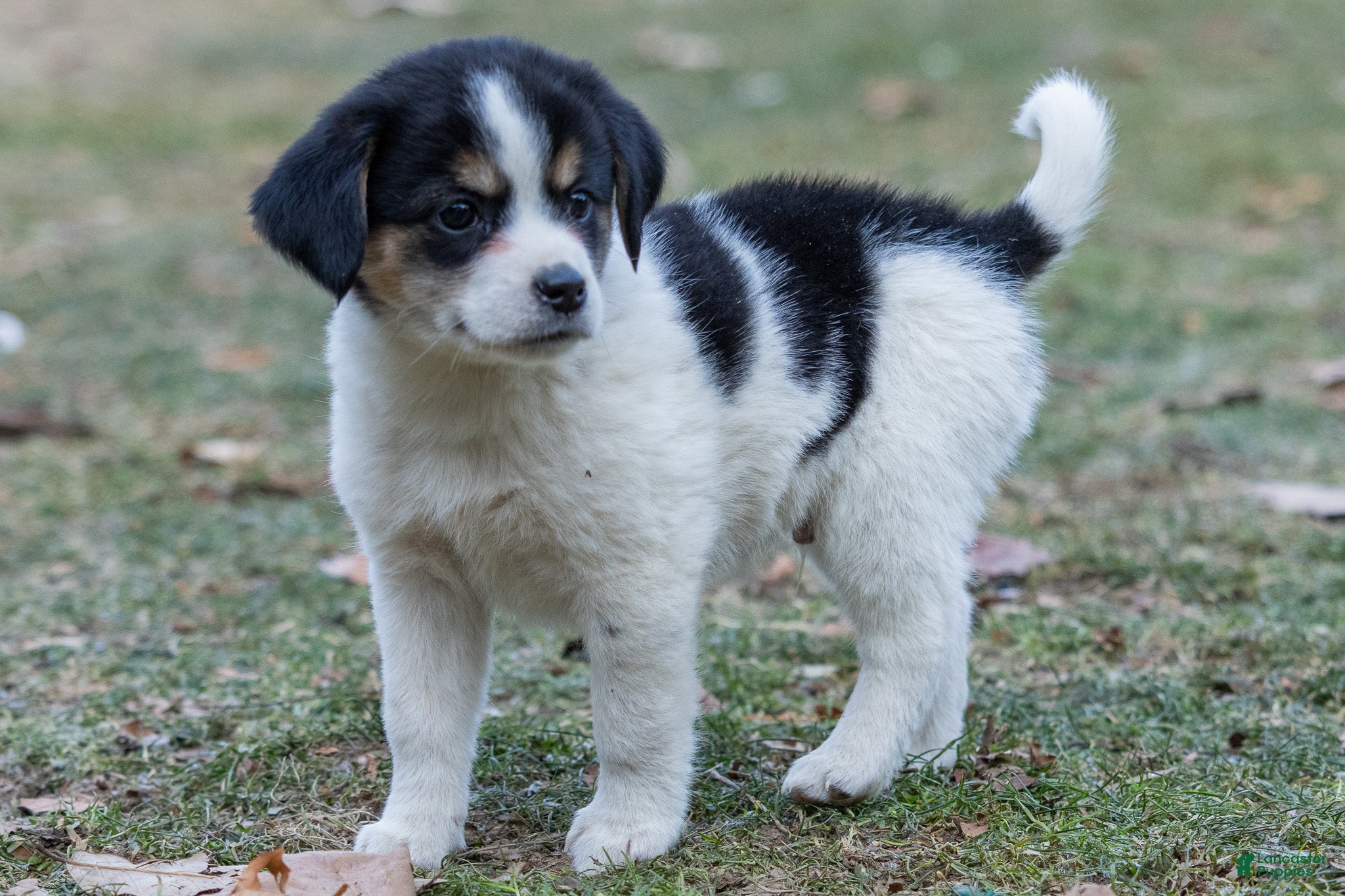 Mixed Breed dogs Snoopy - Ad 29
