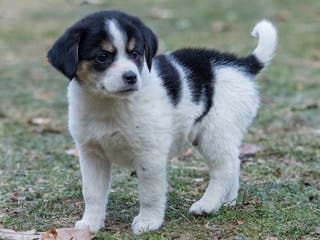 Mixed Breed dogs Snoopy - Ad 22