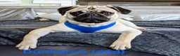 Pug dogs for sale: Barqs - Ad 7
