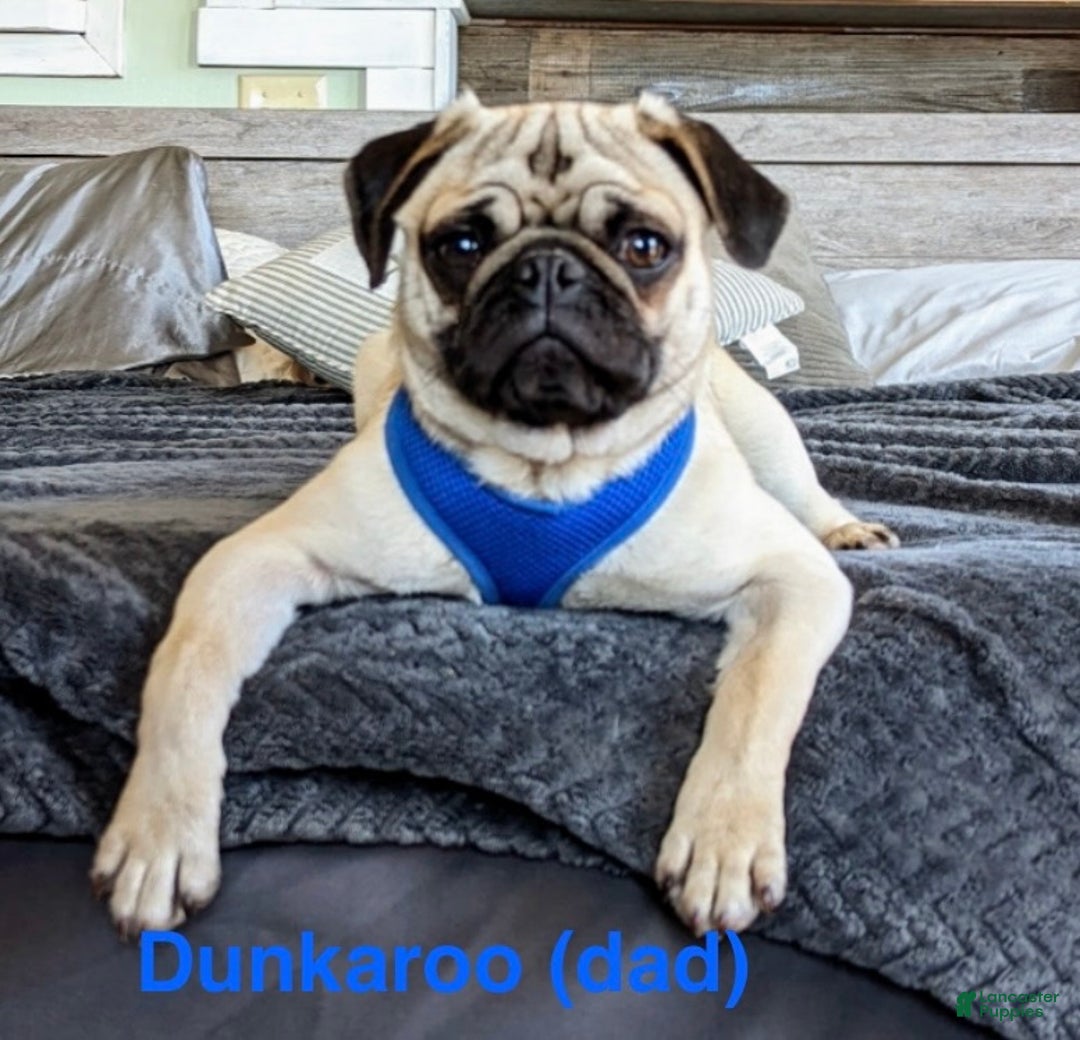 Pug dogs for sale: Barqs - Ad 7
