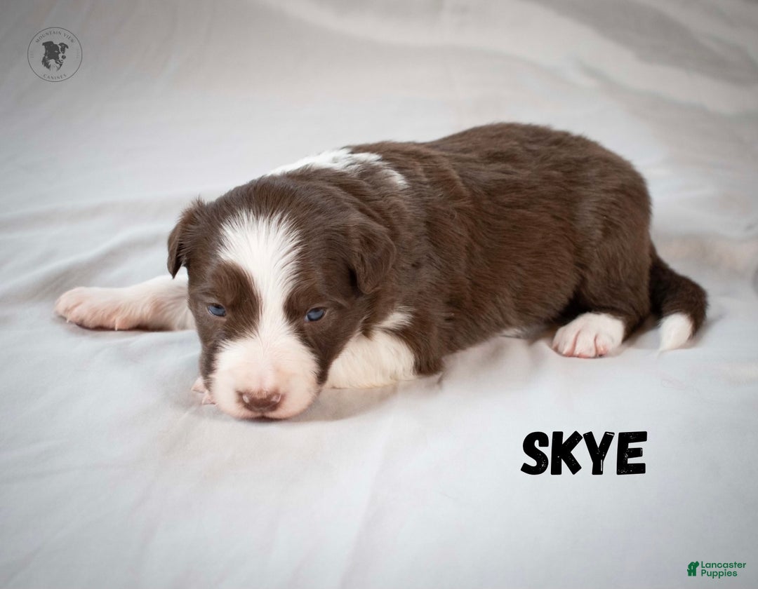 Border Collie dogs for sale: Skye - Ad 1