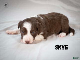 Border Collie dogs Skye - Ad 32