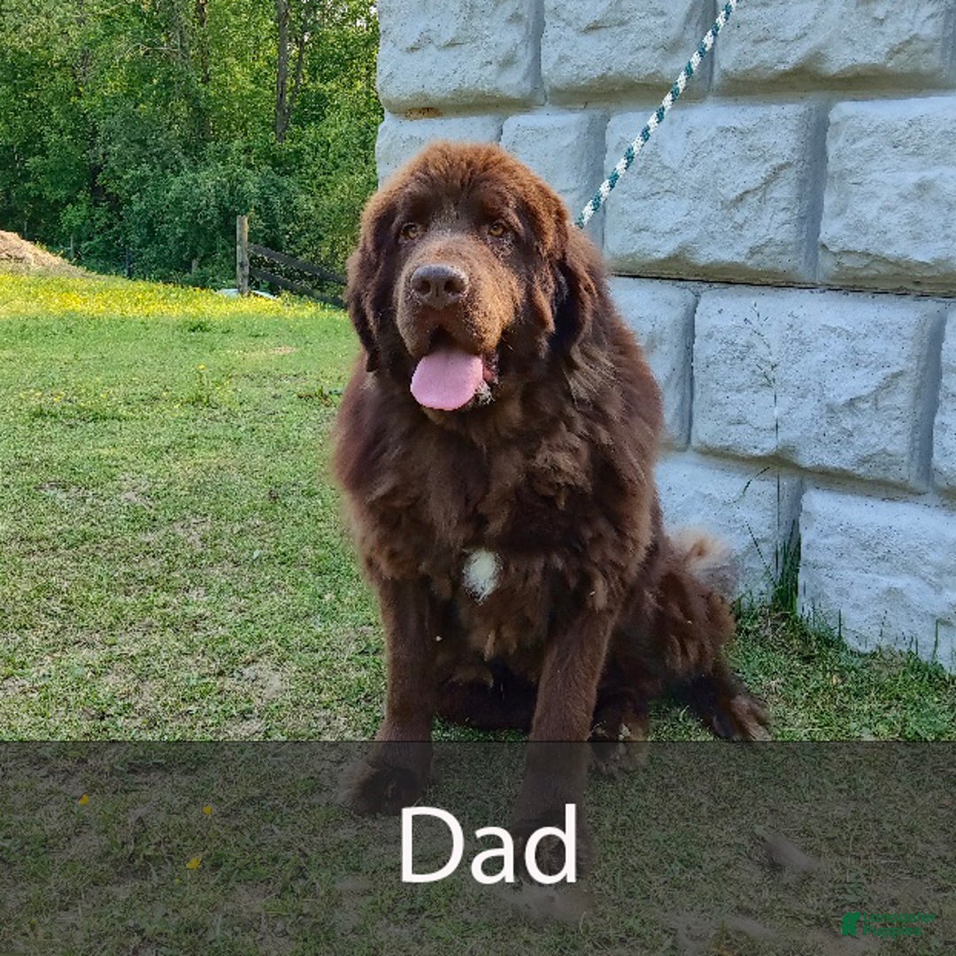 Newfoundland dogs for sale: Hank - Ad 8