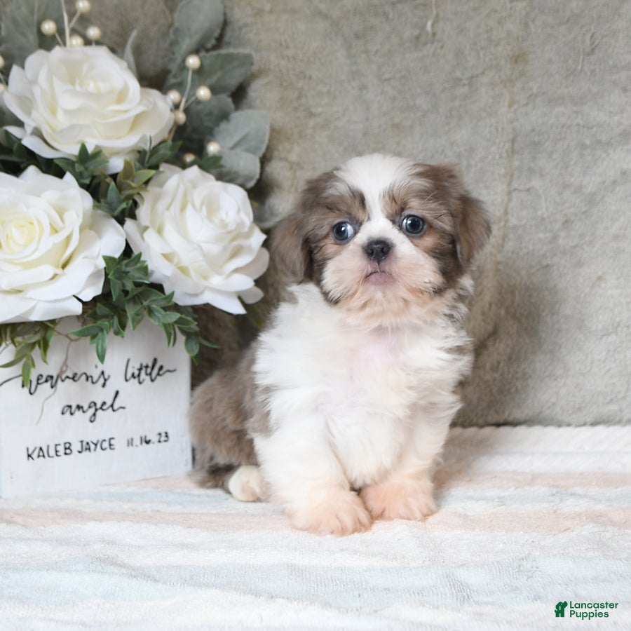 Shih Tzu dogs Quay - Ad 1